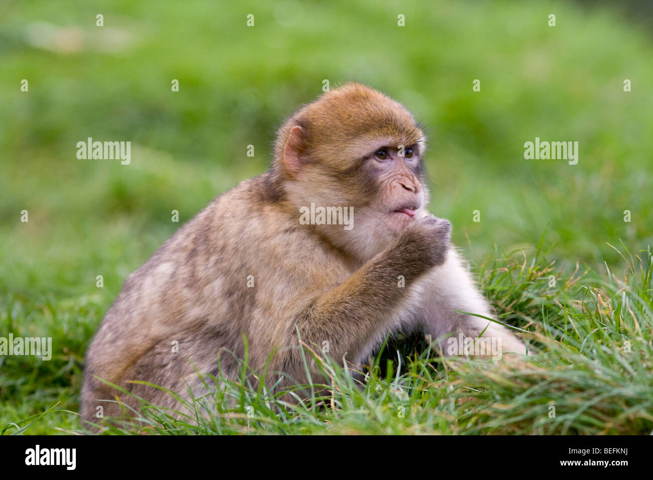 Berberaffe im Affenwald in Trentham, Stoke, UK Stockfoto