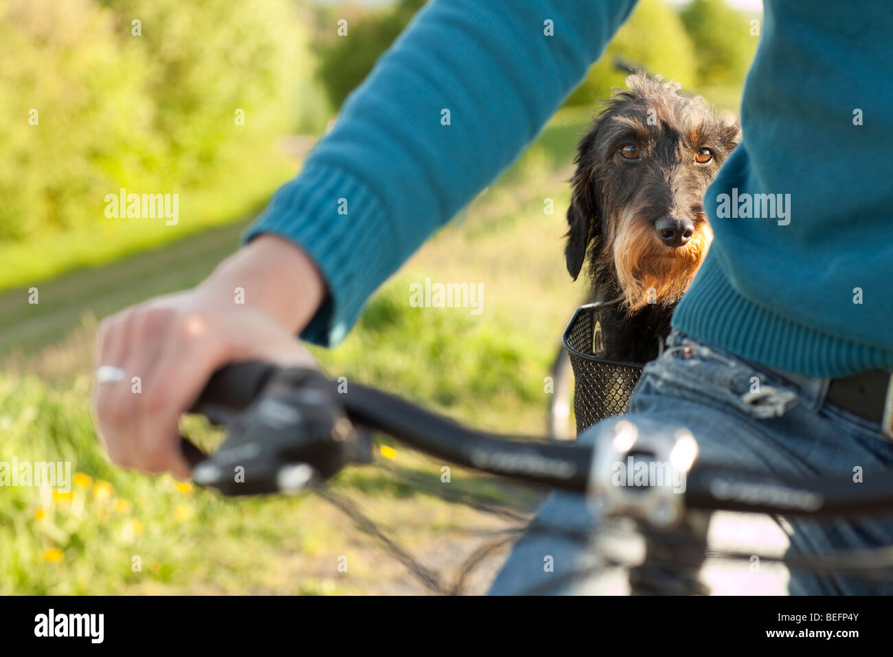 Junger Mann und Hund auf dem Fahrrad Stockfoto