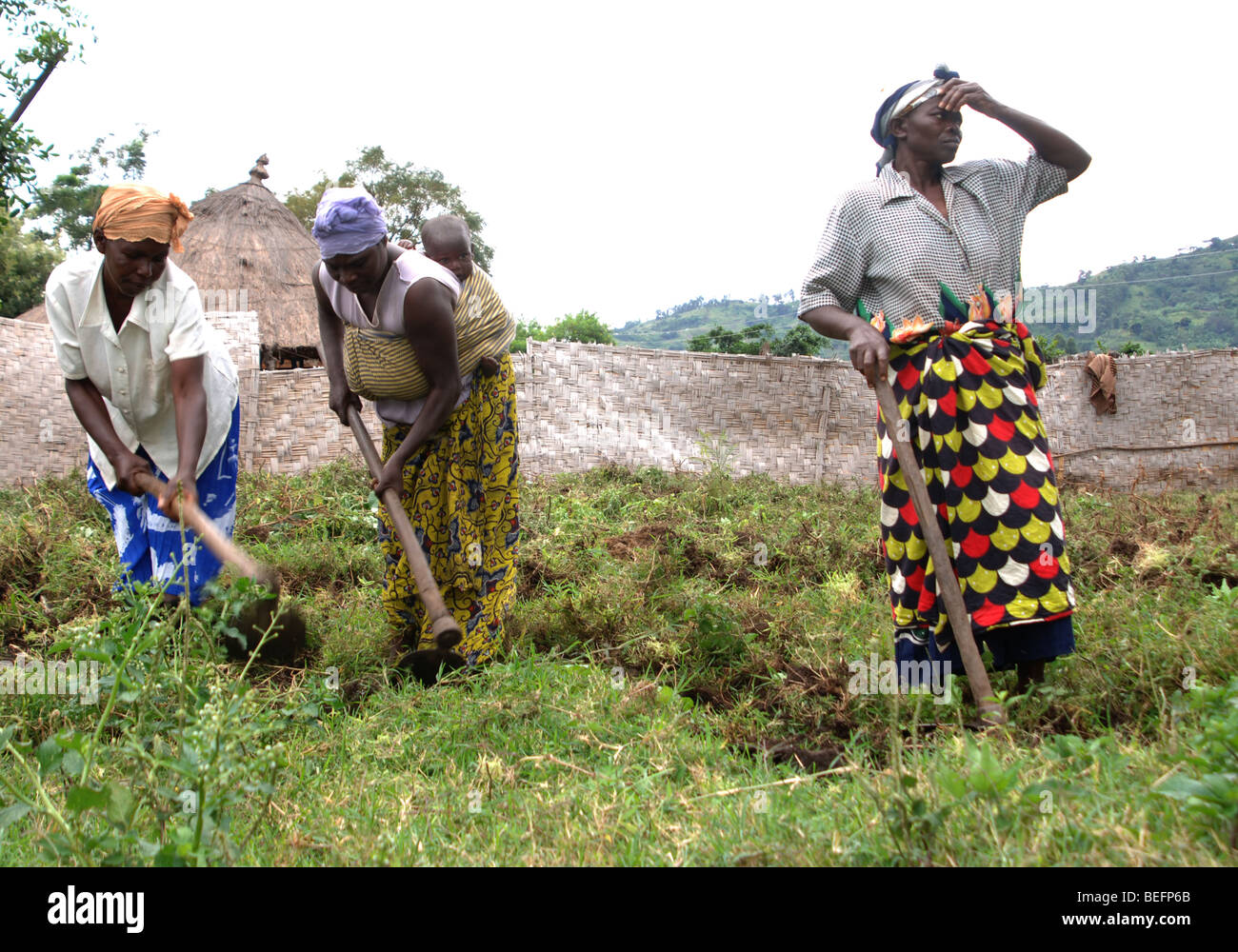 Bakonzo Frauen, die Bearbeitung des Bodens, Ruwenzori-Gebirge, West-Uganda, Afrika Stockfoto