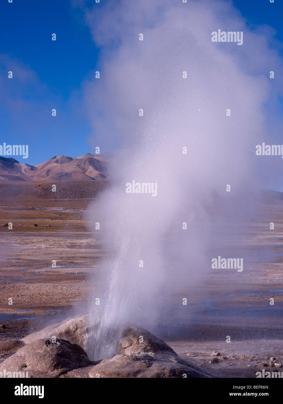 Eruption am Tatio Geysire, in der Nähe von San Pedro de Atacama in der Atacama-Wüste, Chile. Stockfoto