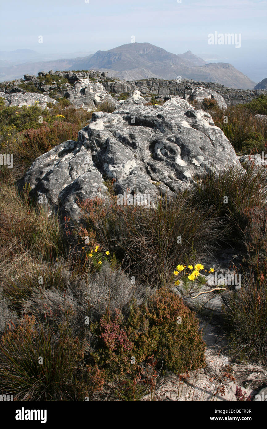 Felsen auf dem Gipfel des Tafelberg, Kapstadt, Südafrika Stockfoto