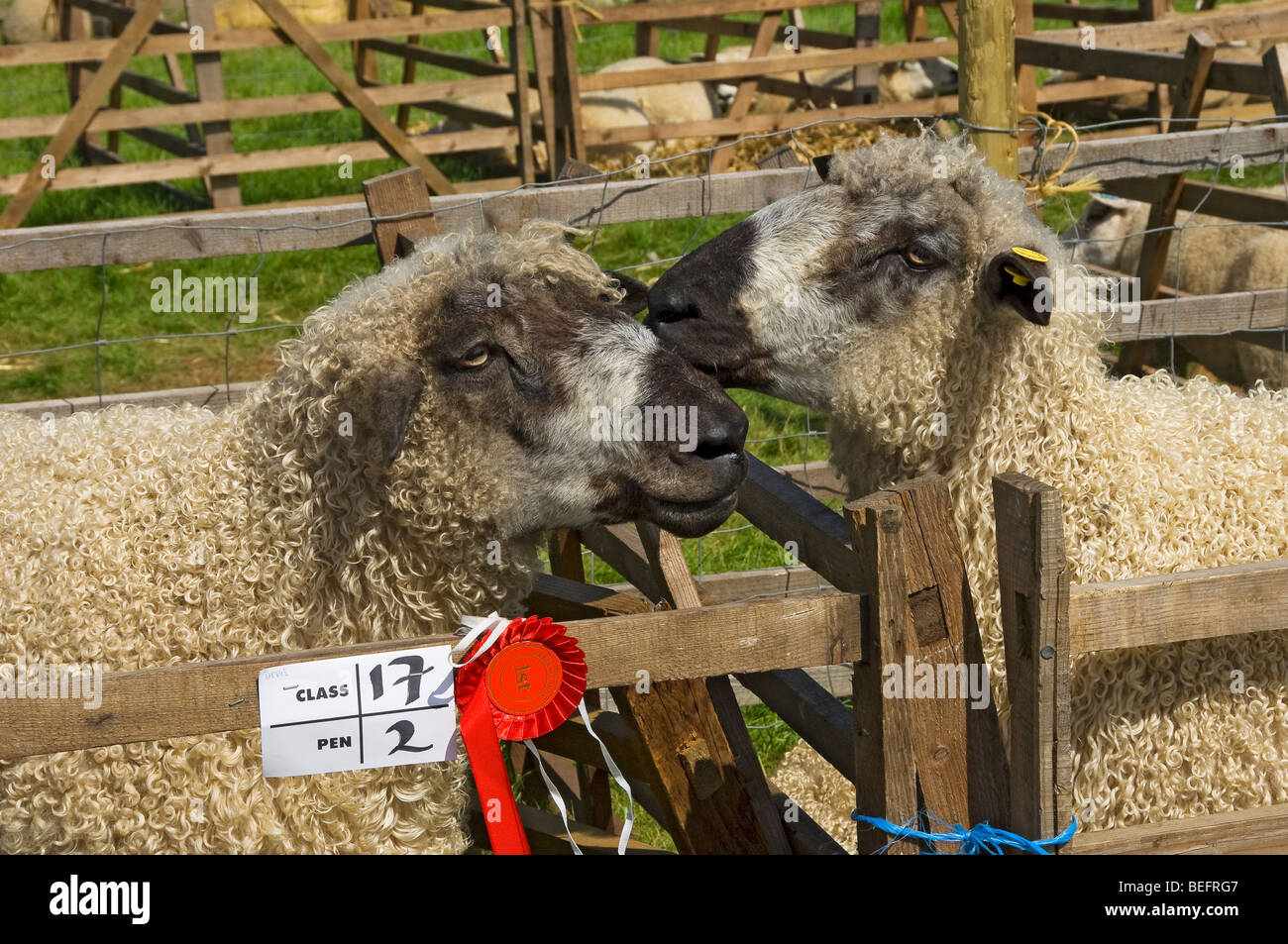 Nahaufnahme des preisgekrönten Schafe in Stift in Skipton zeigen in der Nähe von Skipton North Yorkshire England UK Vereinigtes Königreich GB Grossbritannien Stockfoto