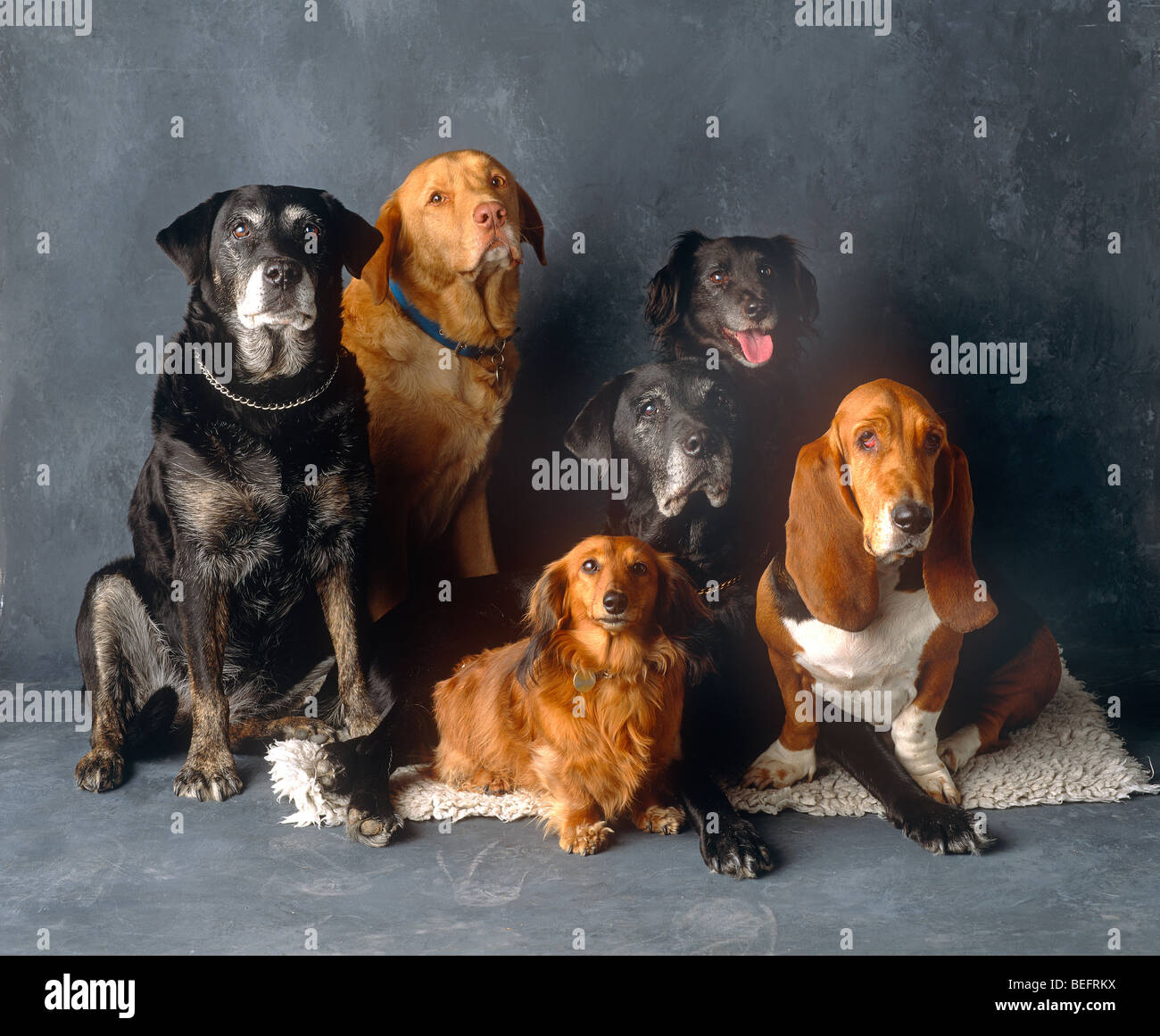 Gruppe von 6 verschiedenen Hunderassen Stockfoto