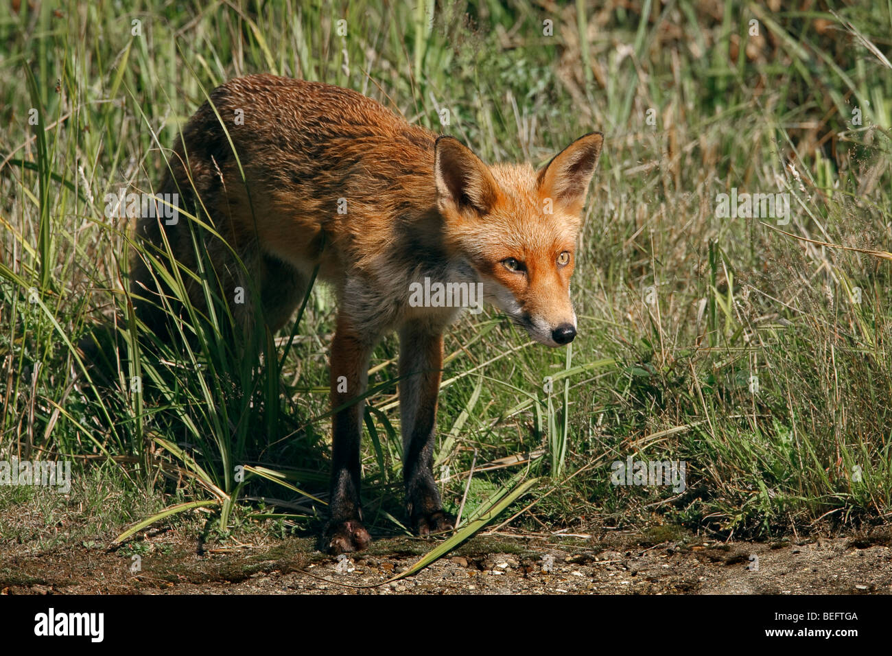 Fox gegen einen grünen Hintergrund. Stockfoto