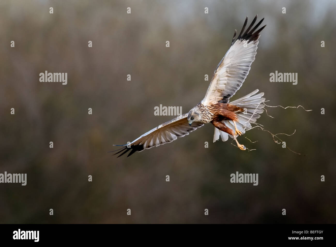 Männliche Rohrweihe im Flug mit Zweigen ein Nest zu machen Stockfoto