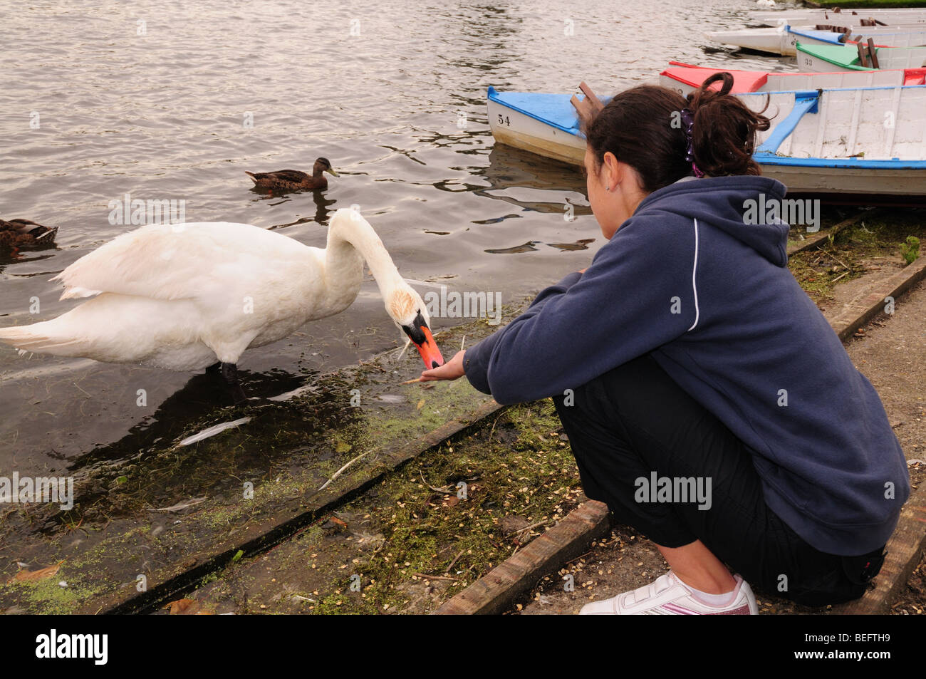Mädchen Fütterung Schwan Thorpeness Suffolk Stockfoto