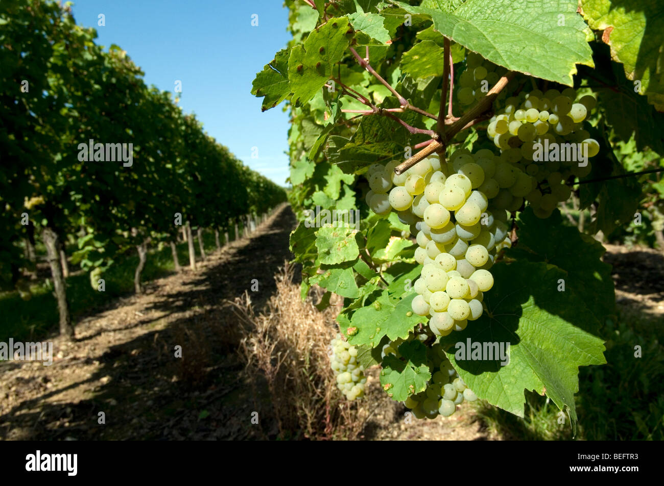 Riesling-Trauben im Elsass - Frankreich Stockfoto