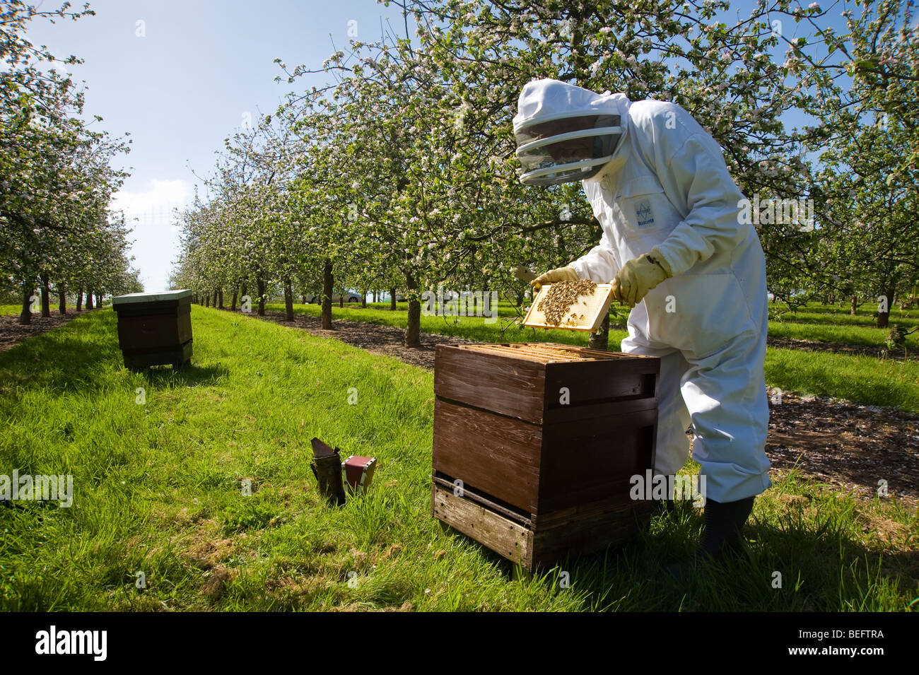 Biene-Keeper Überprüfung seiner Honigbienen und Bienenstöcke in einem Apfelwein Apfelgarten, Sandford. North Somerset, England. Stockfoto