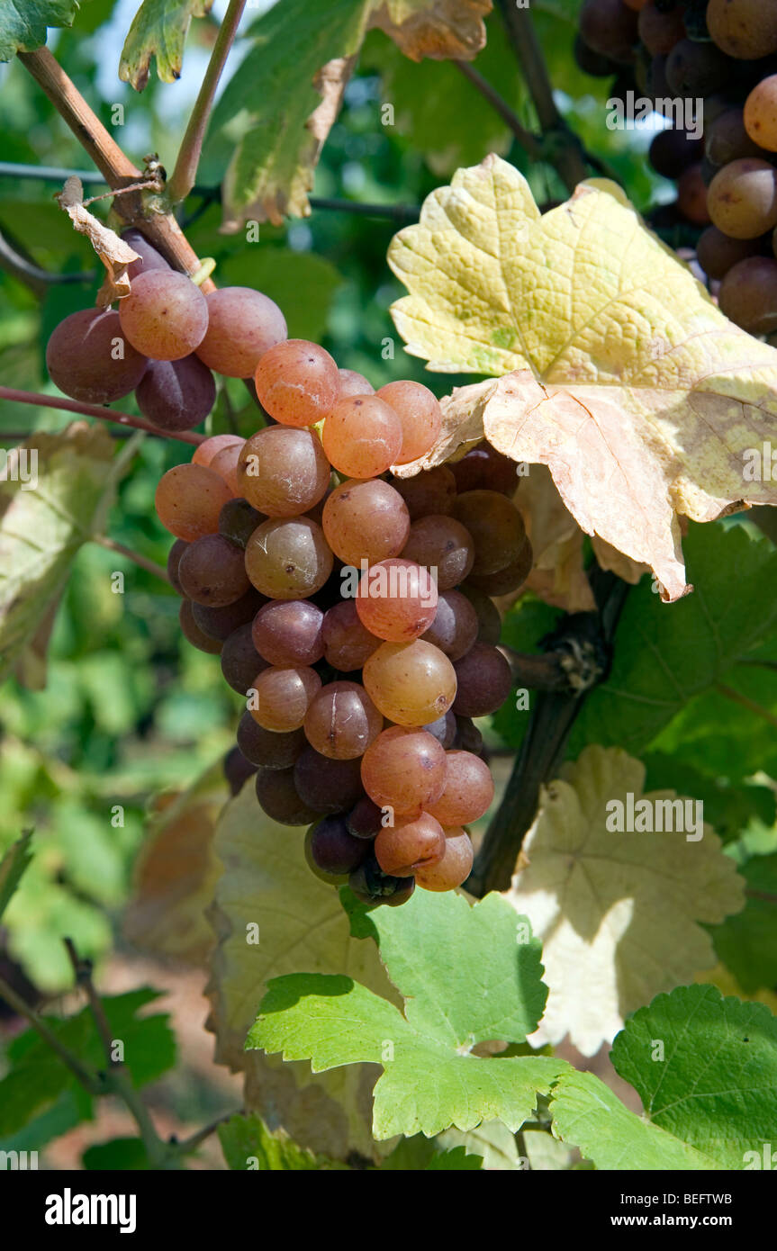 Pinot Gris Traube Stockfoto