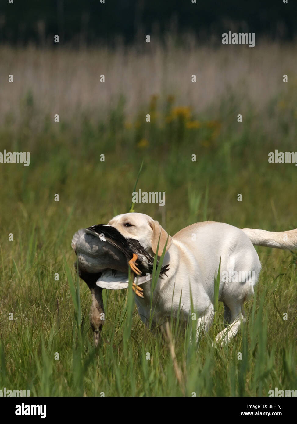 Gelber Labrador laufen auf Hochtouren zurück, des Jägers mit der Ente. Stockfoto