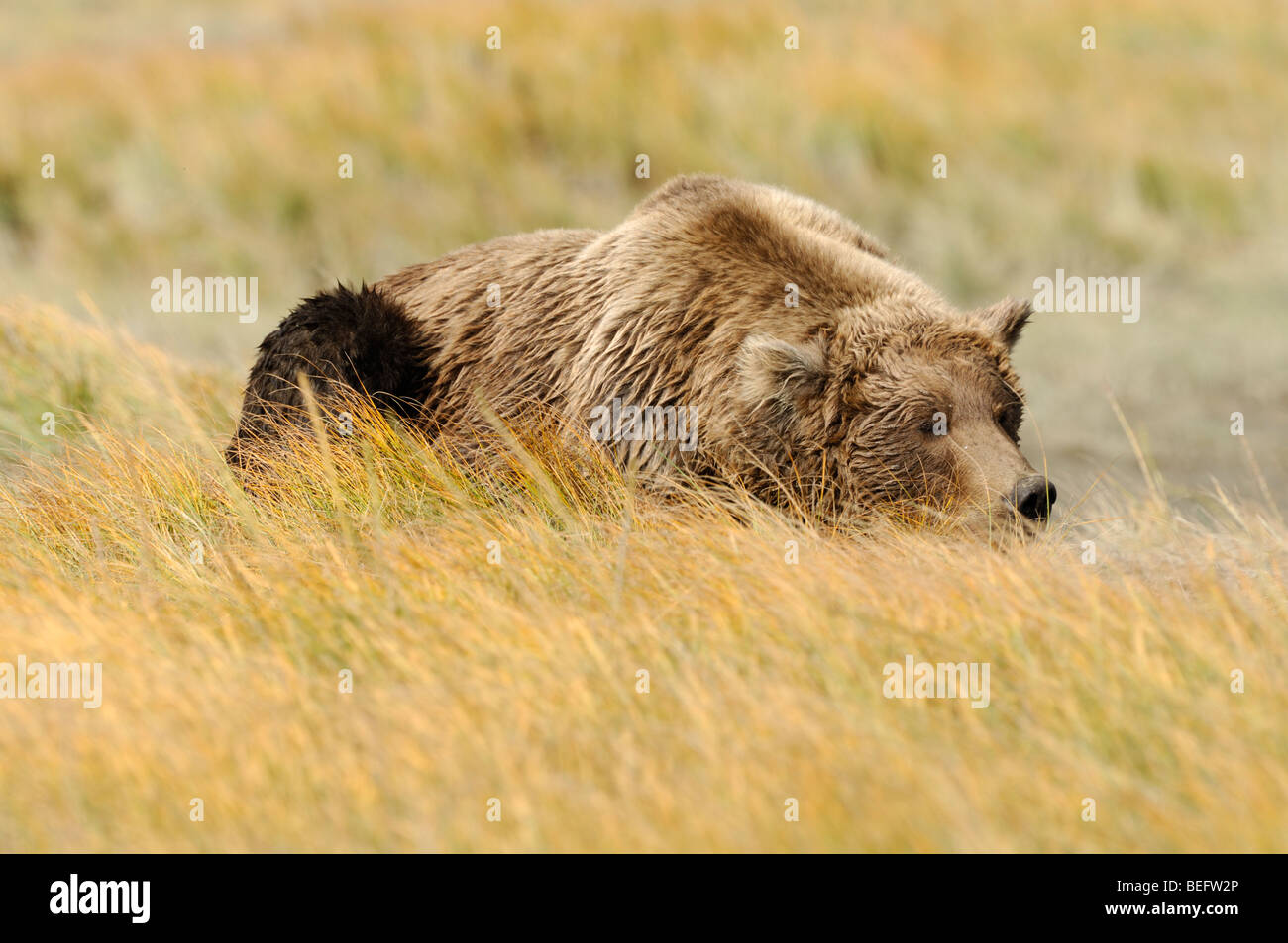 Stock Foto von einem Alaskan Braunbär sitzen auf einer Wiese des goldenen Seggen, Lake-Clark-Nationalpark. Stockfoto