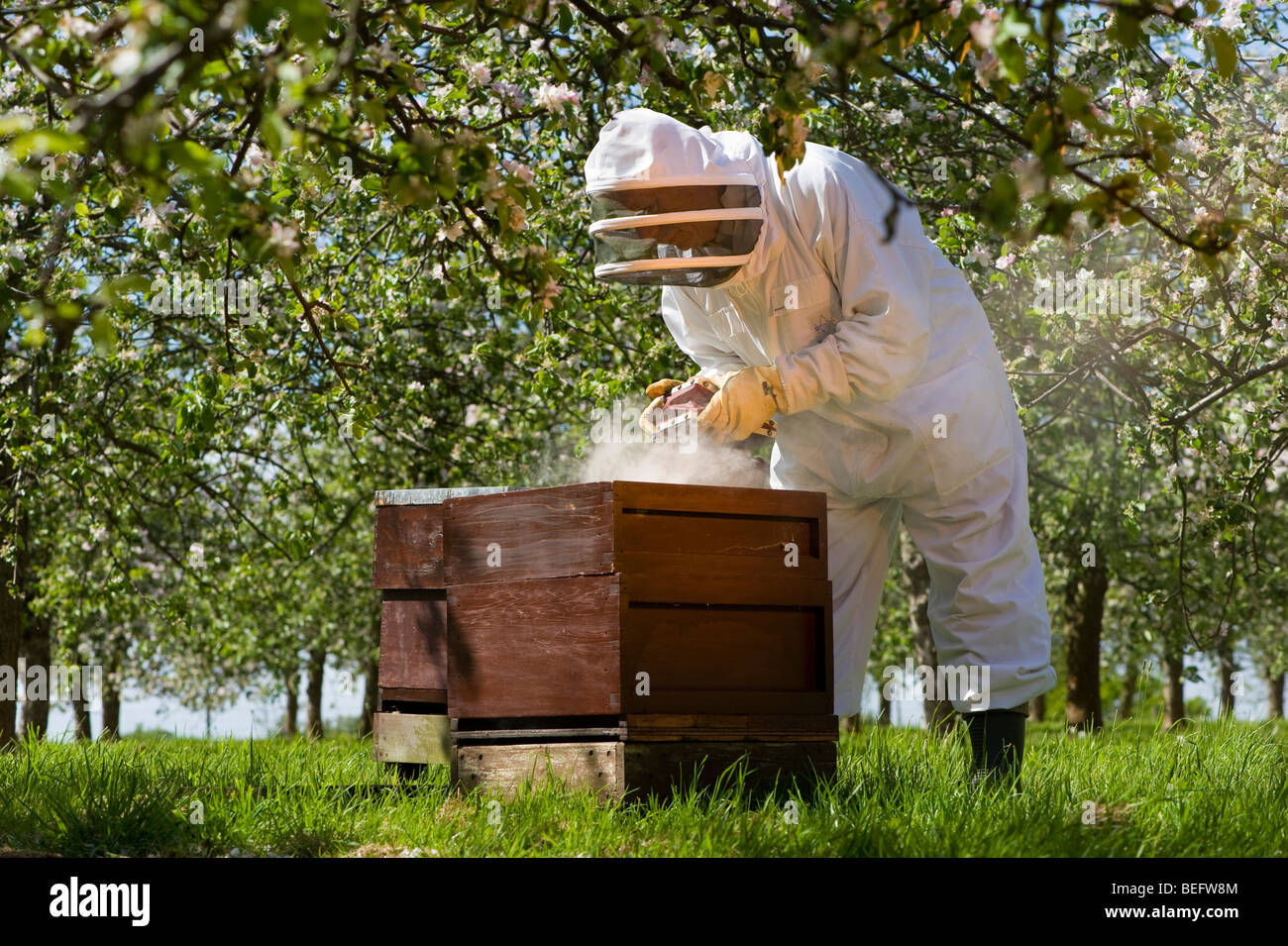 Biene-Keeper mit einem Raucher Überprüfung seiner Honigbienen und Biene Bienenstöcke in einem Cider Apple Orchard, Sandford. North Somerset, England. Stockfoto