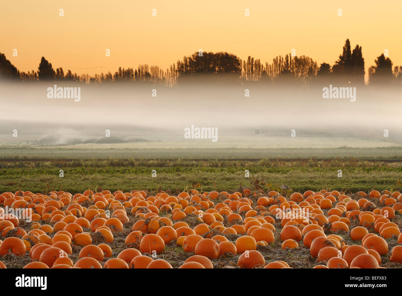 Kürbis-Feld im frühen Herbst-Victoria, British Columbia, Kanada. Stockfoto