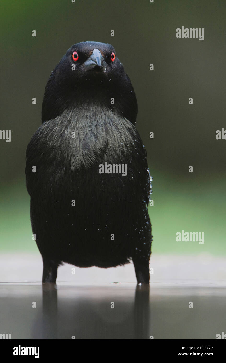 Braungebrannte Kuhstärlinge (Molothrus aeneus), Männlich, Baden, Rio Grande Valley, Texas, USA Stockfoto