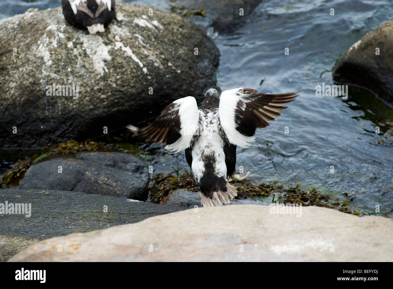 Meer Eiderente, Dänemark Stockfoto