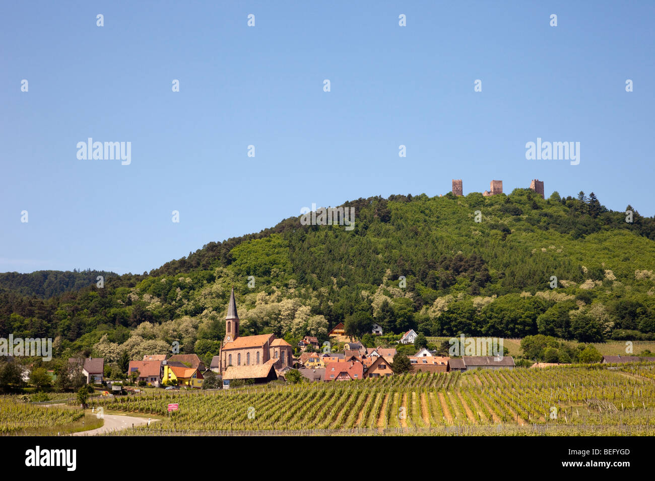 Husseren-Les-Châteaux, Elsass, Frankreich. Blick auf Dorf und Schloss Ruinen am Schlossberg Hügel mit Reben wachsen in den Weinbergen Stockfoto