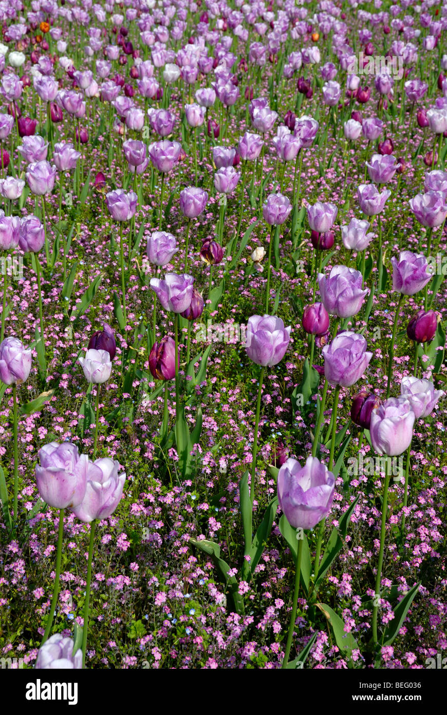 Tulpen in Cardiff Cathays Park Stockfoto