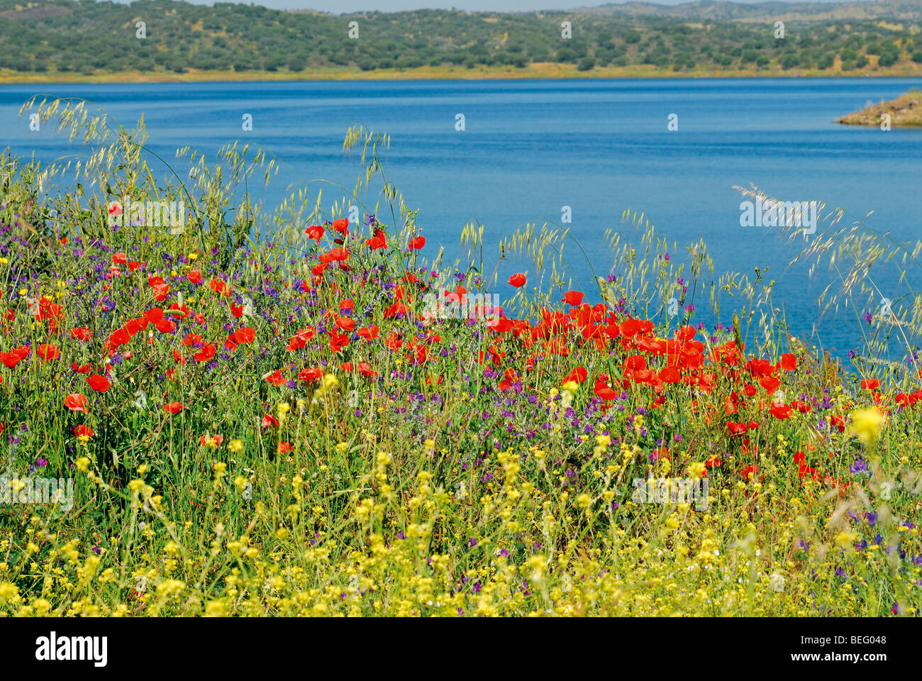 Portugal, Alentejo: Blumen und Landschaft der Talsperre Alqueva Stockfoto