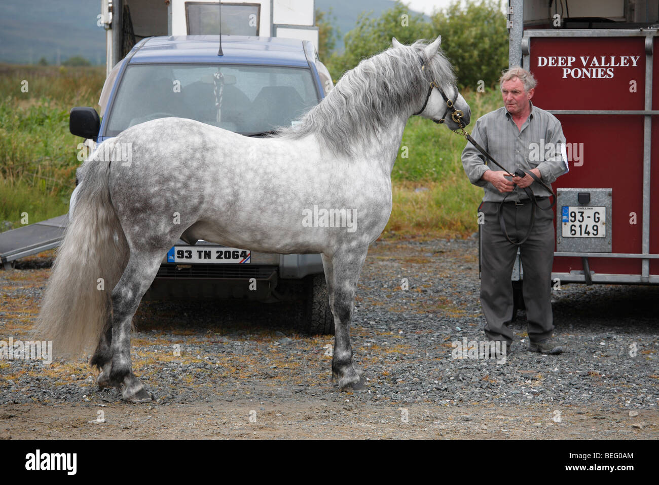 Mann mit einem Connemara Pony-Hengst auf der Maam Cross Pony Show im Juli 2008, Irland Stockfoto