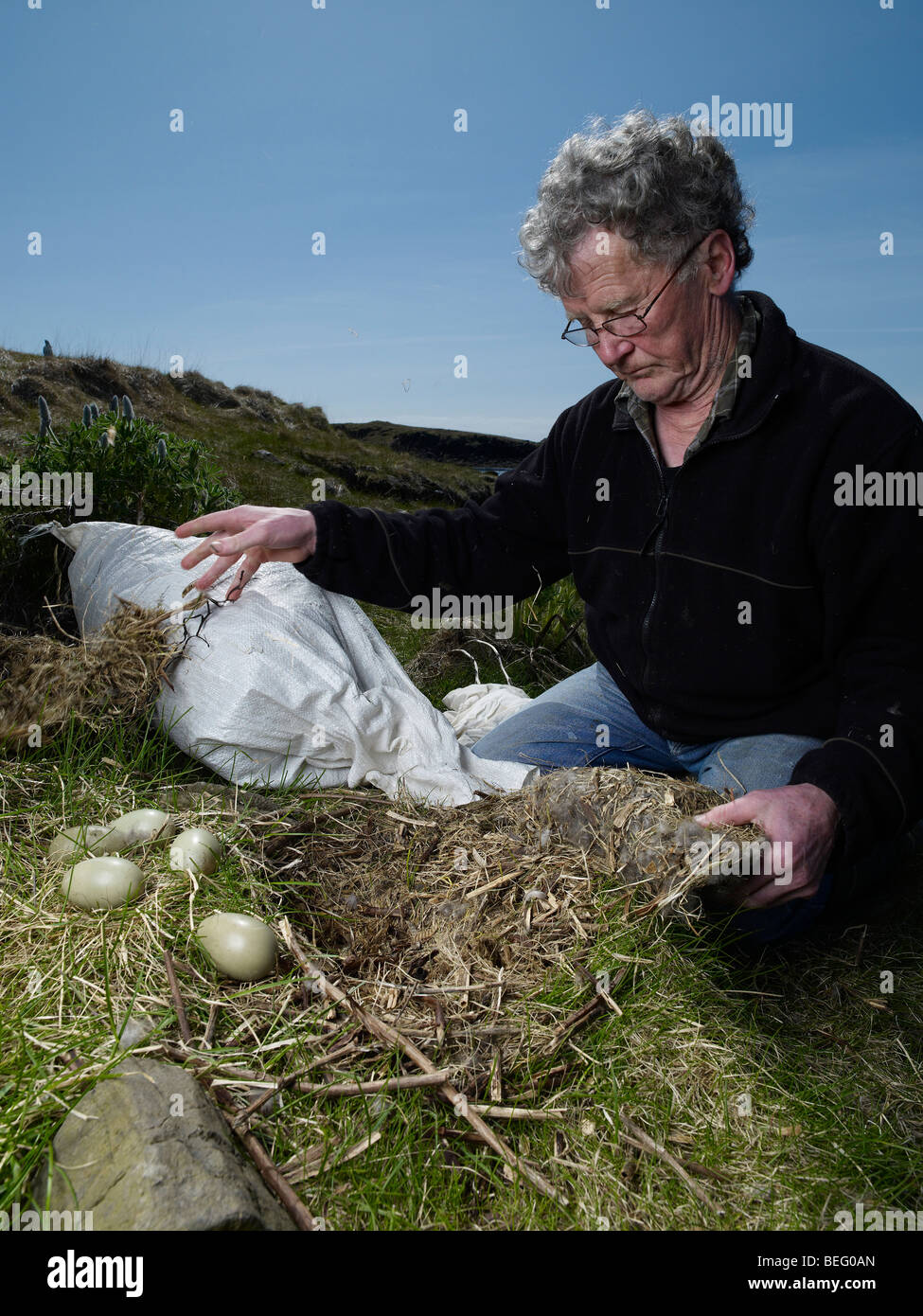 Landwirt kurzzeitig Eider Enteneier aus Nest entfernen, ersetzen Sie die Daunenfedern mit Heu, West-Island Stockfoto