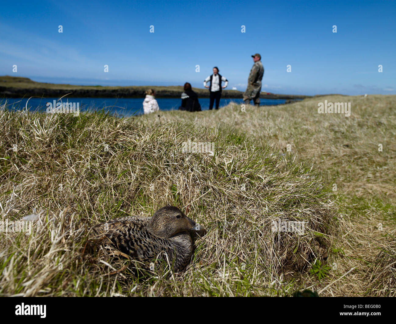 Eiderente nisten auf geschütztes Land, Landwirt im Hintergrund, West-Island Stockfoto