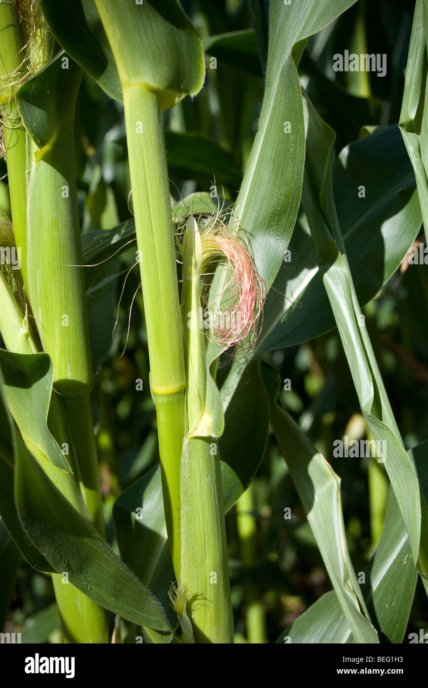Mais auf französischen Gebiet Stockfoto