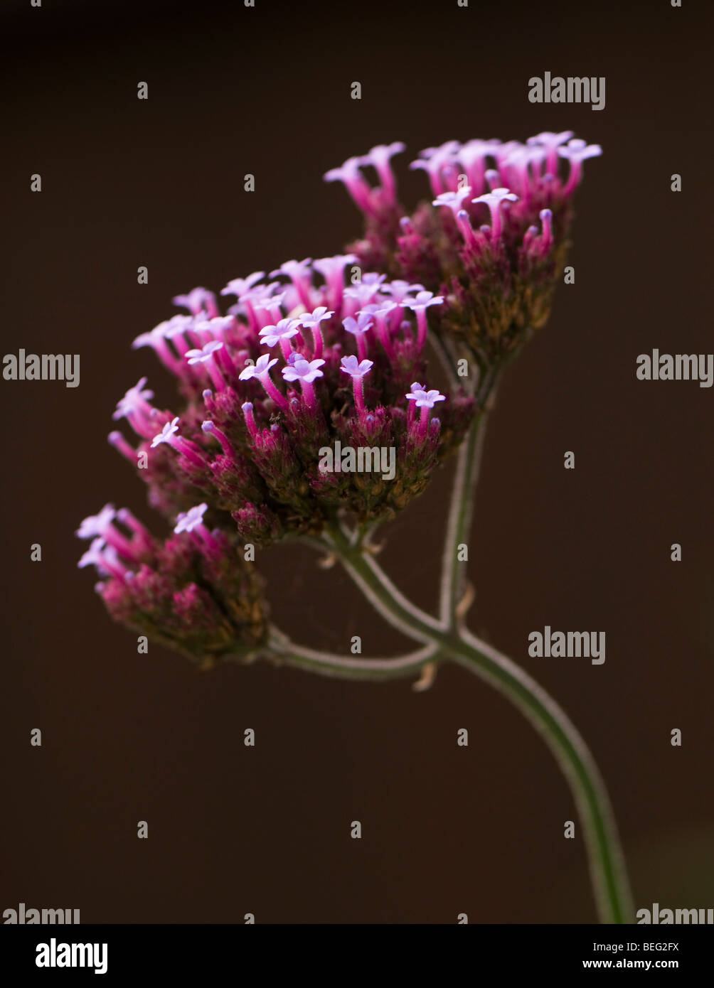 Verbena bonariensis Stockfoto