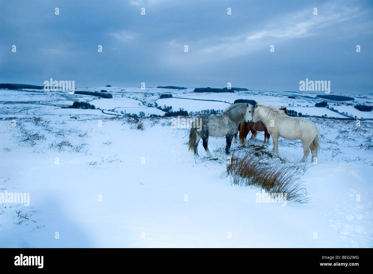 Welsh Ponys, Eppynt, Powys, Wales, Vereinigtes Königreich. Stockfoto