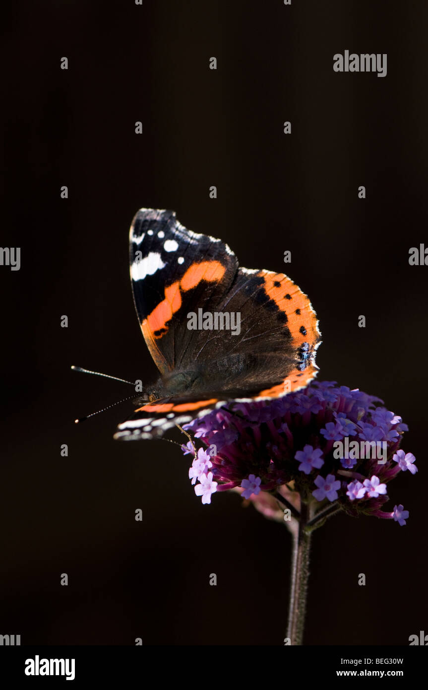 Red Admiral Schmetterling, Vanessa Atalanta, auf Verbena bonariensis Stockfoto