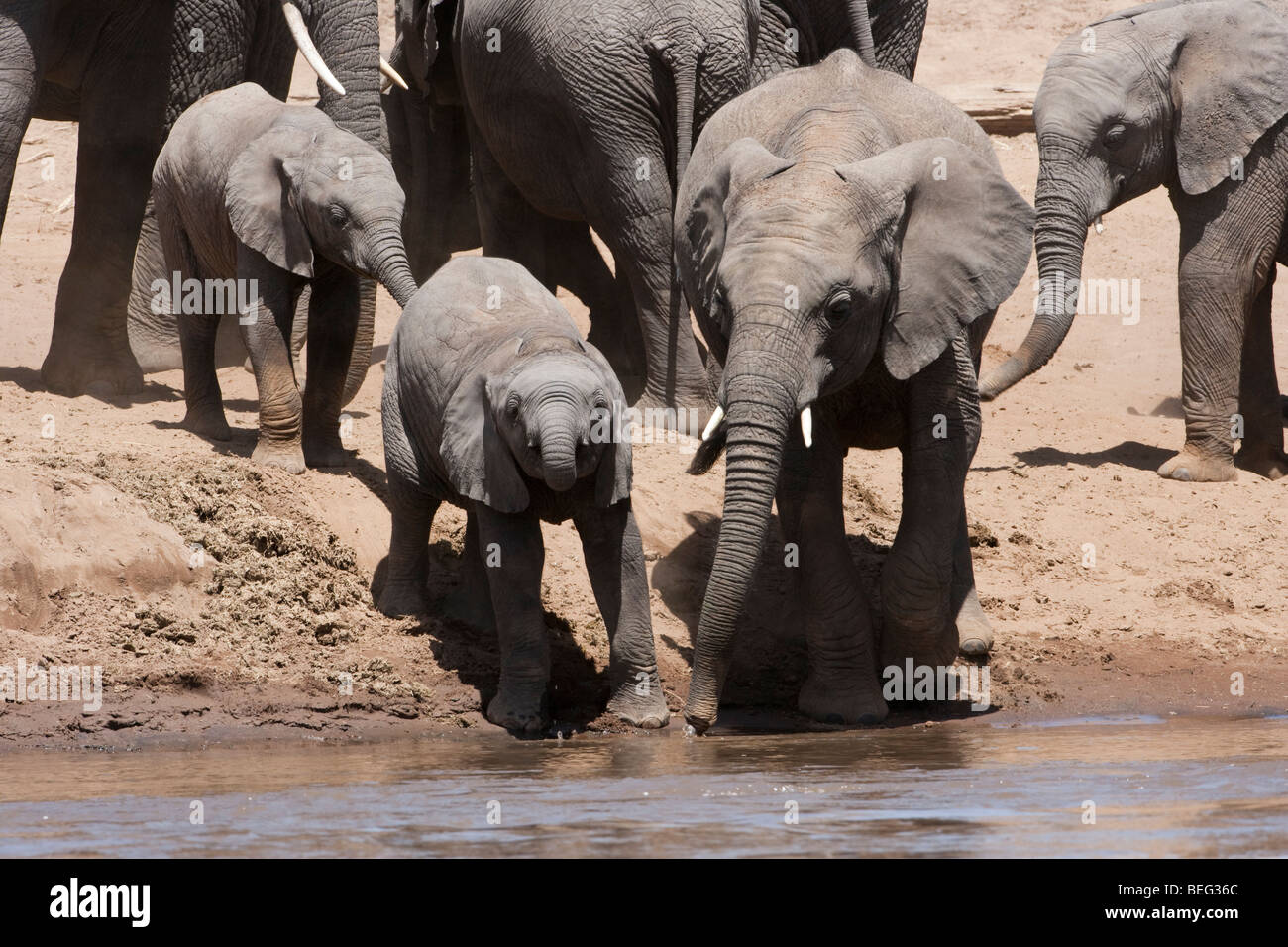 Niedliche afrikanische Elefantenbaby Stamm verwenden, um am Fluss von Juvenile, half trinken lernen Herde Hintergrund Masai Mara Kenia Stockfoto