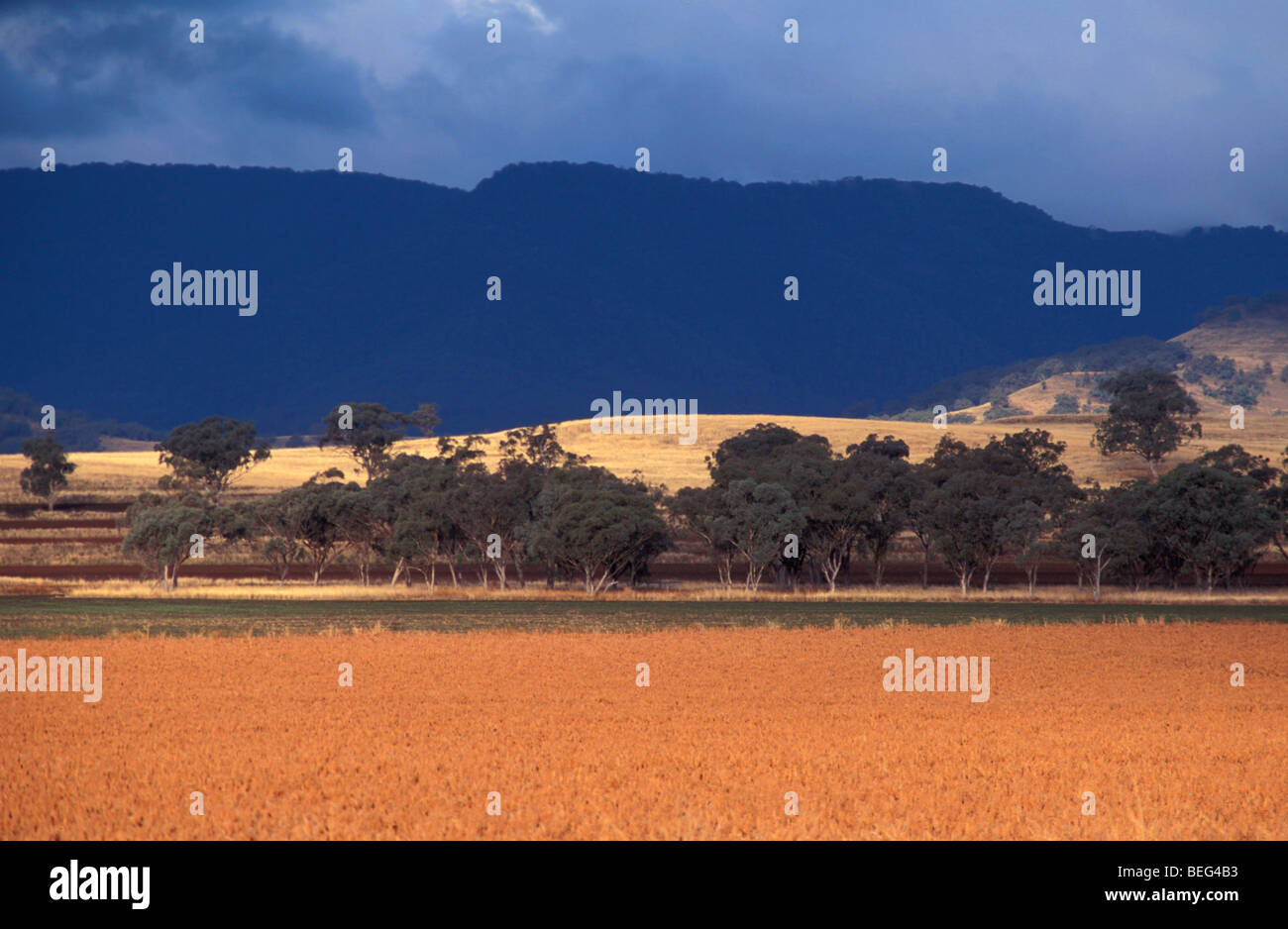 Sorghum Ernte natrlich Liverpool Plains New South Wales Australien Stockfoto