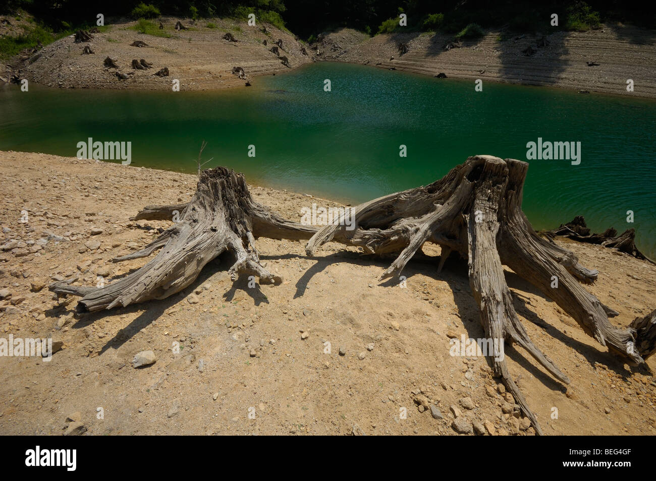 Baumstumpf am Ufer des Lokvarsko Jezero See in der Nähe von Lokve, Gorski Kotar, Kroatien, Europa Stockfoto