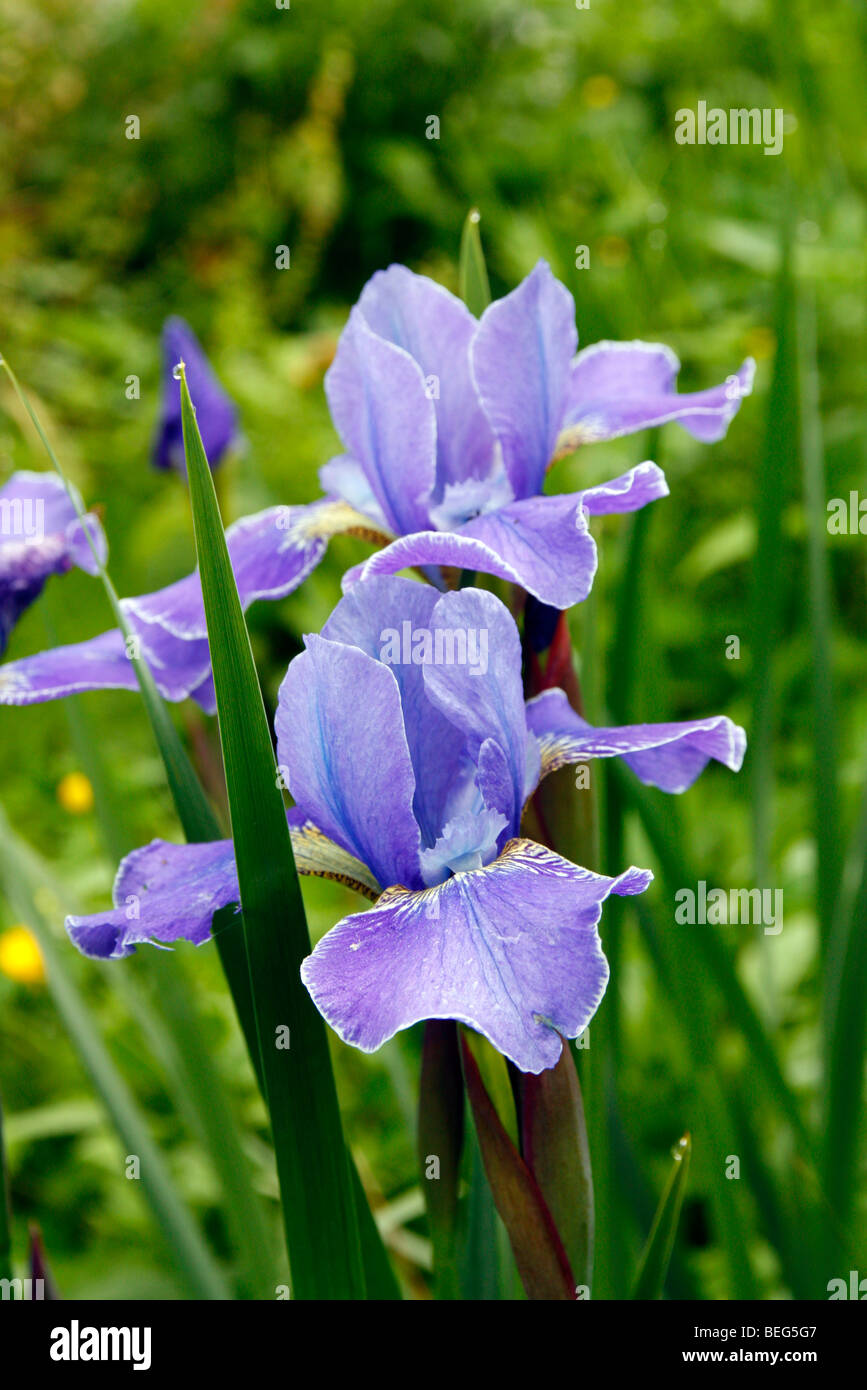 Iris Sibirica 'Silver Edge' AGM Stockfoto