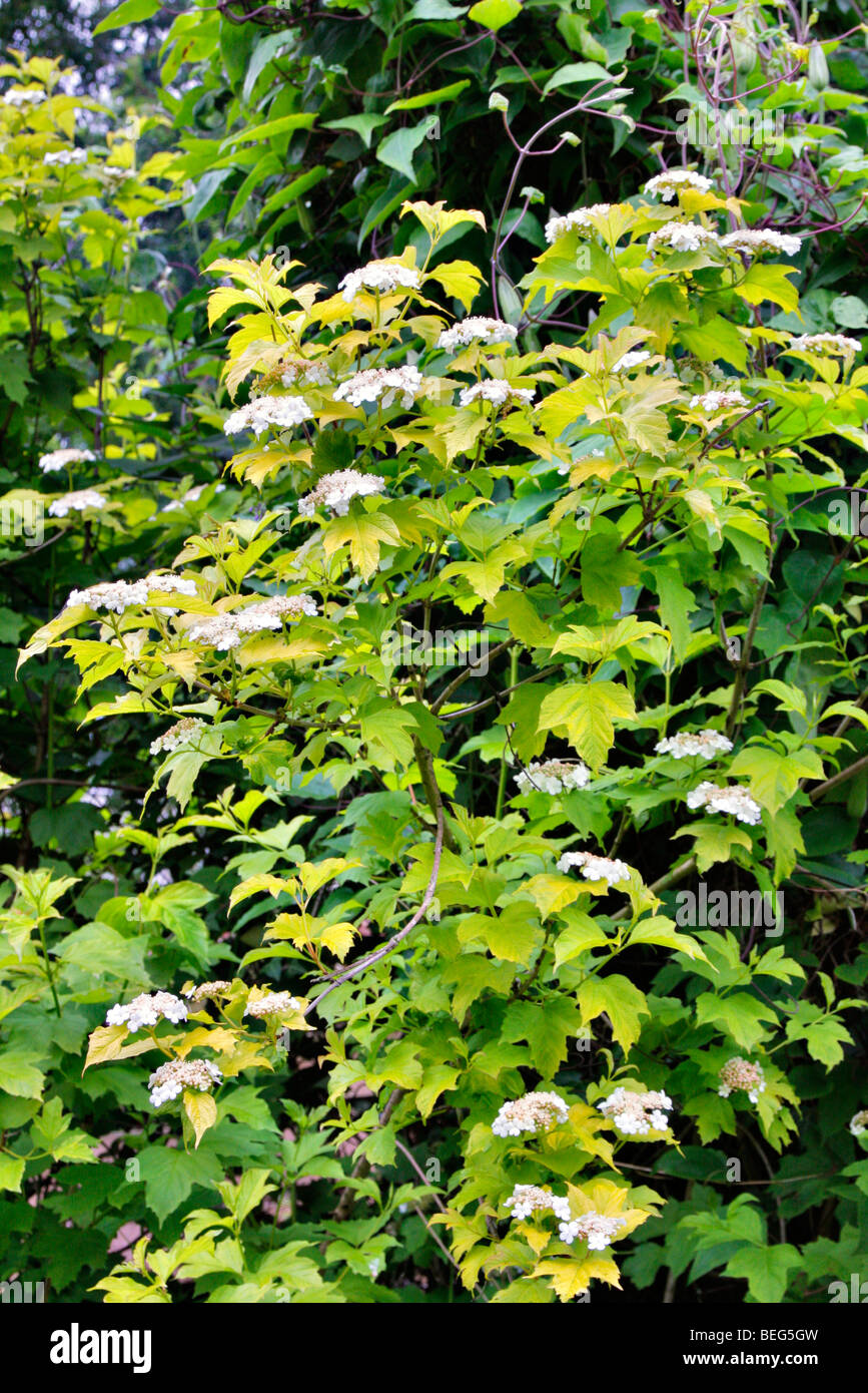 Viburnum aureum Fotos und Bildmaterial in hoher Auflösung Alamy