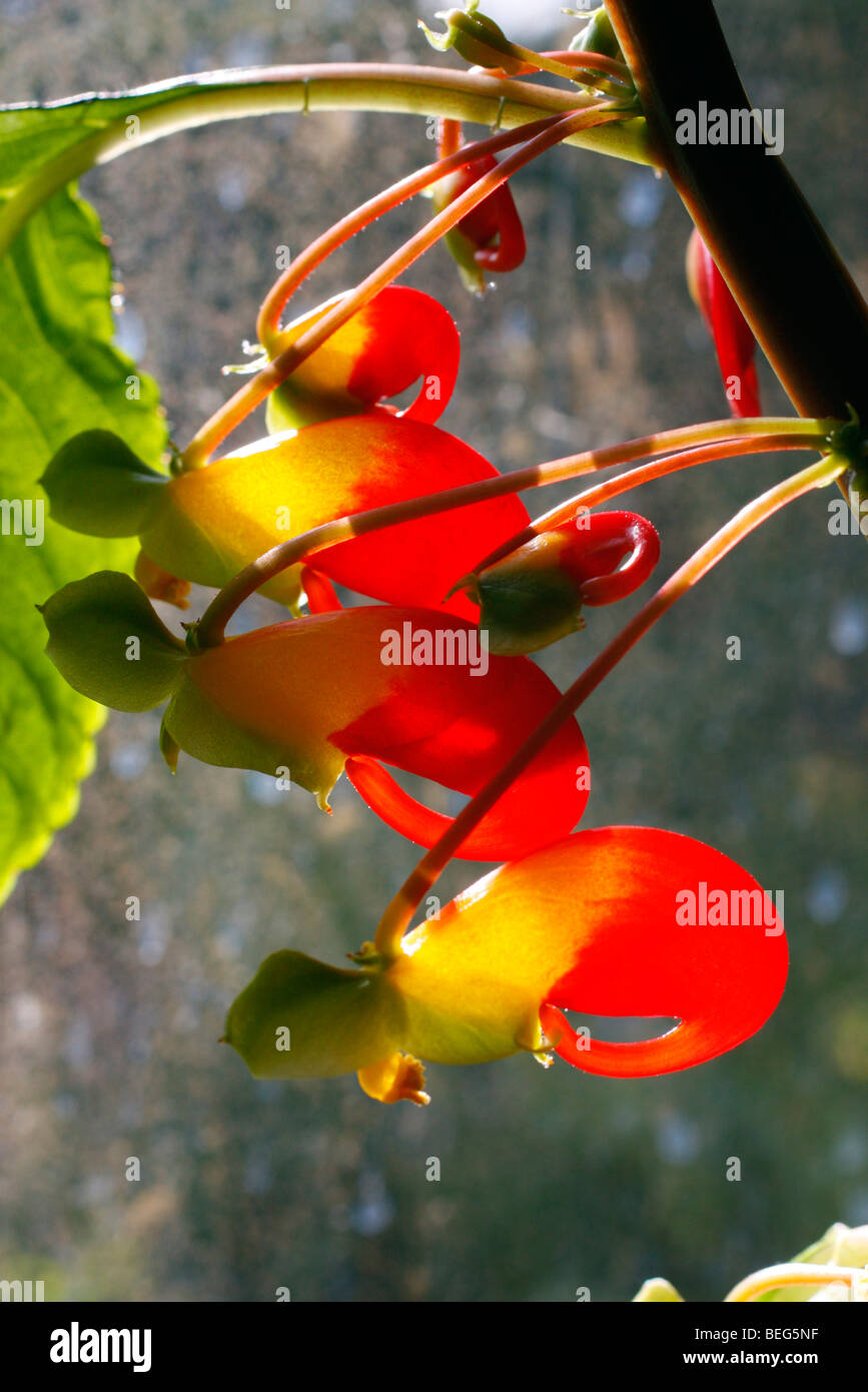 Impatiens Niamniamensis Kongo Kakadu Stockfoto