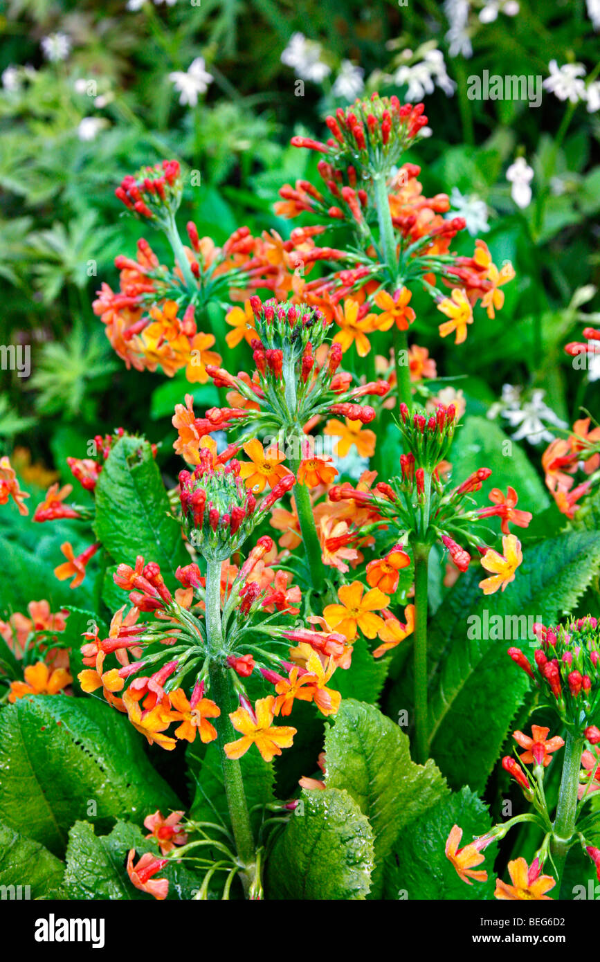 Primula Bulleyana AGM Stockfoto