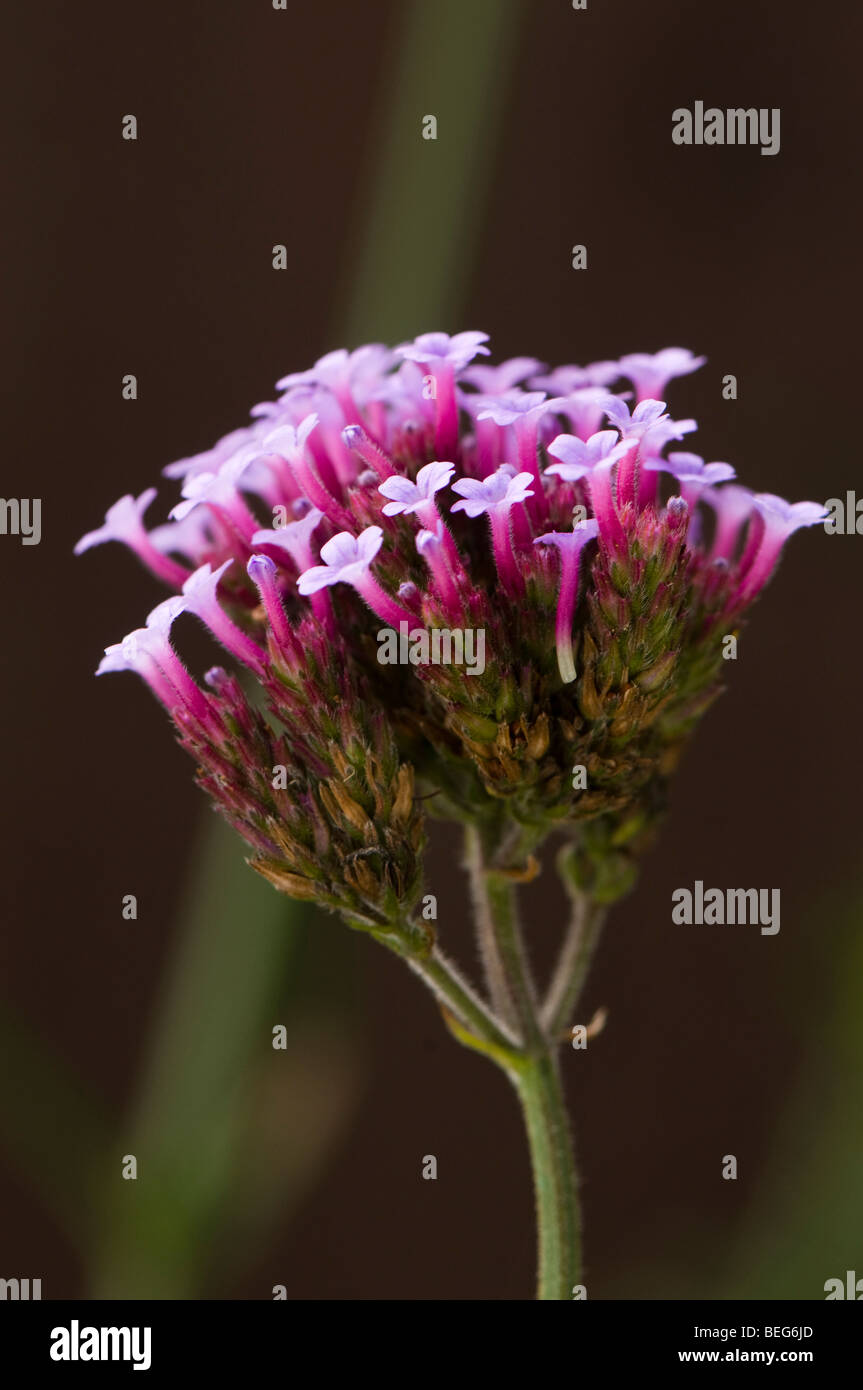 Verbena bonariensis Stockfoto