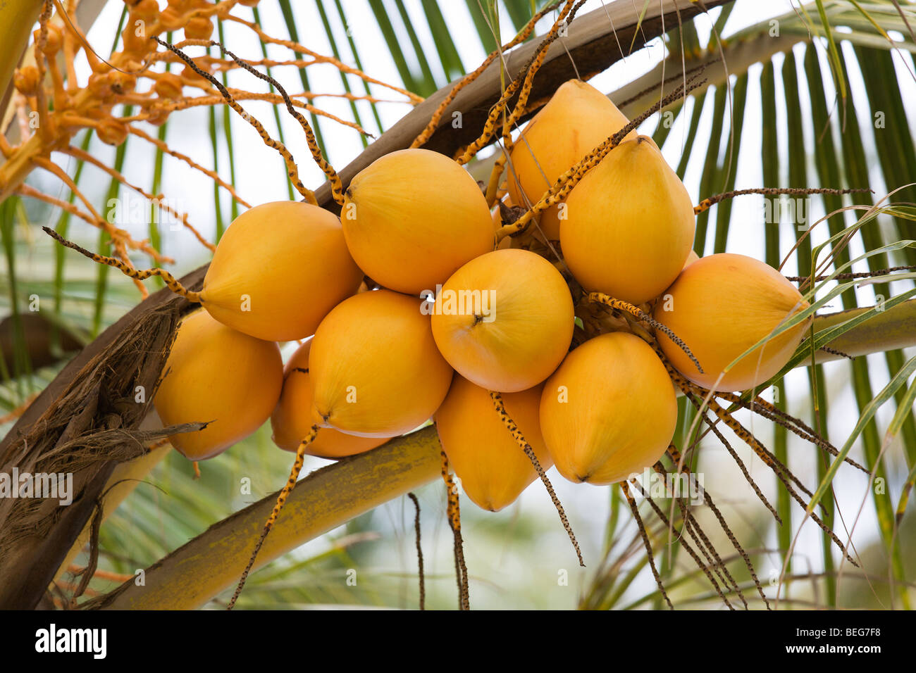 König Kokosnüsse in Sri Lanka Stockfoto