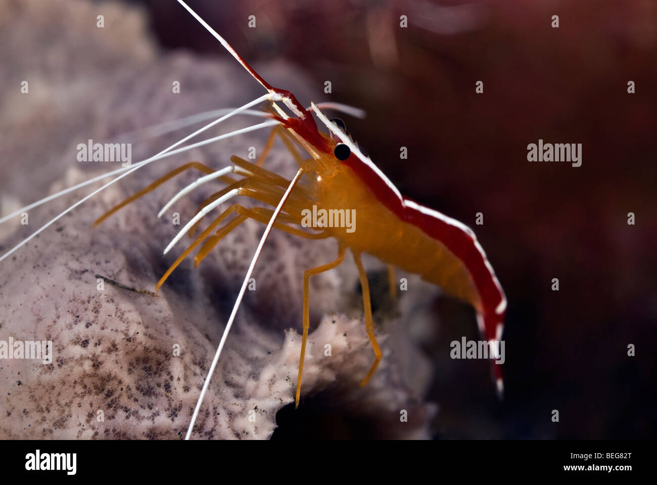 Ambon Putzergarnelen auf einem weißen Schwamm unter Wasser. Stockfoto