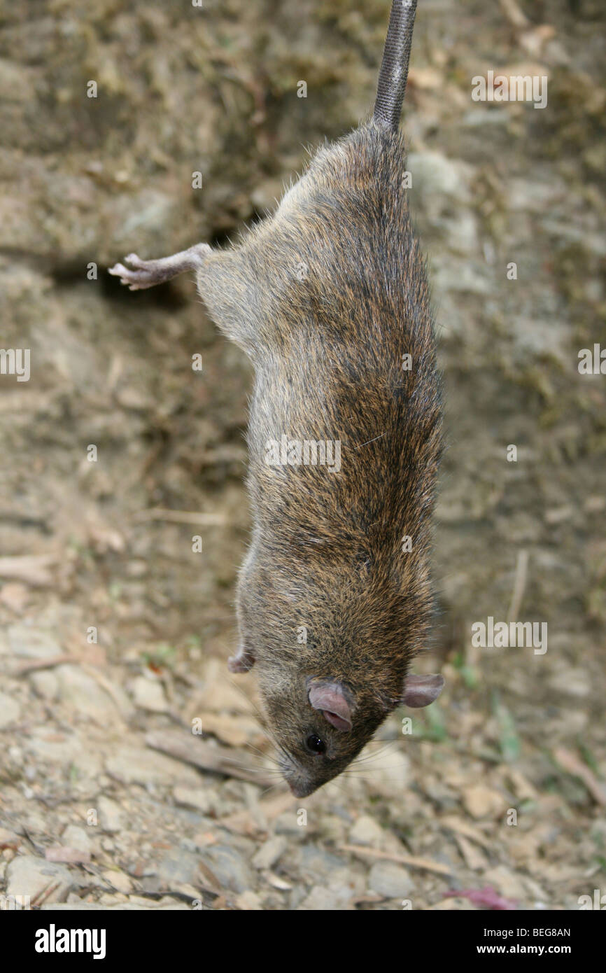 Leben Sie Ratte In Ao Naga Stammes Dorf, Nagaland, Indien Stockfoto