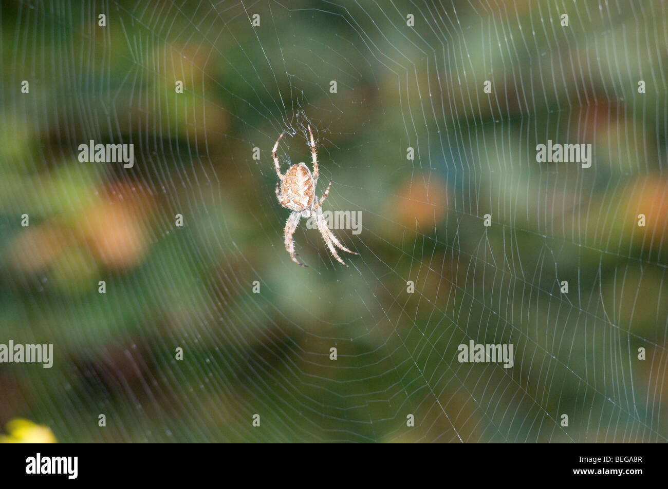 Eine UK-Garten (oder Kreuz) Spinne sitzt im Netz Stockfoto