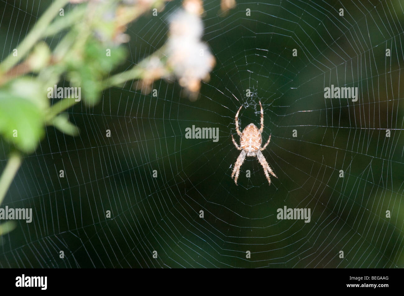 Eine UK-Garten (oder Kreuz) Spinne sitzt im Netz Stockfoto