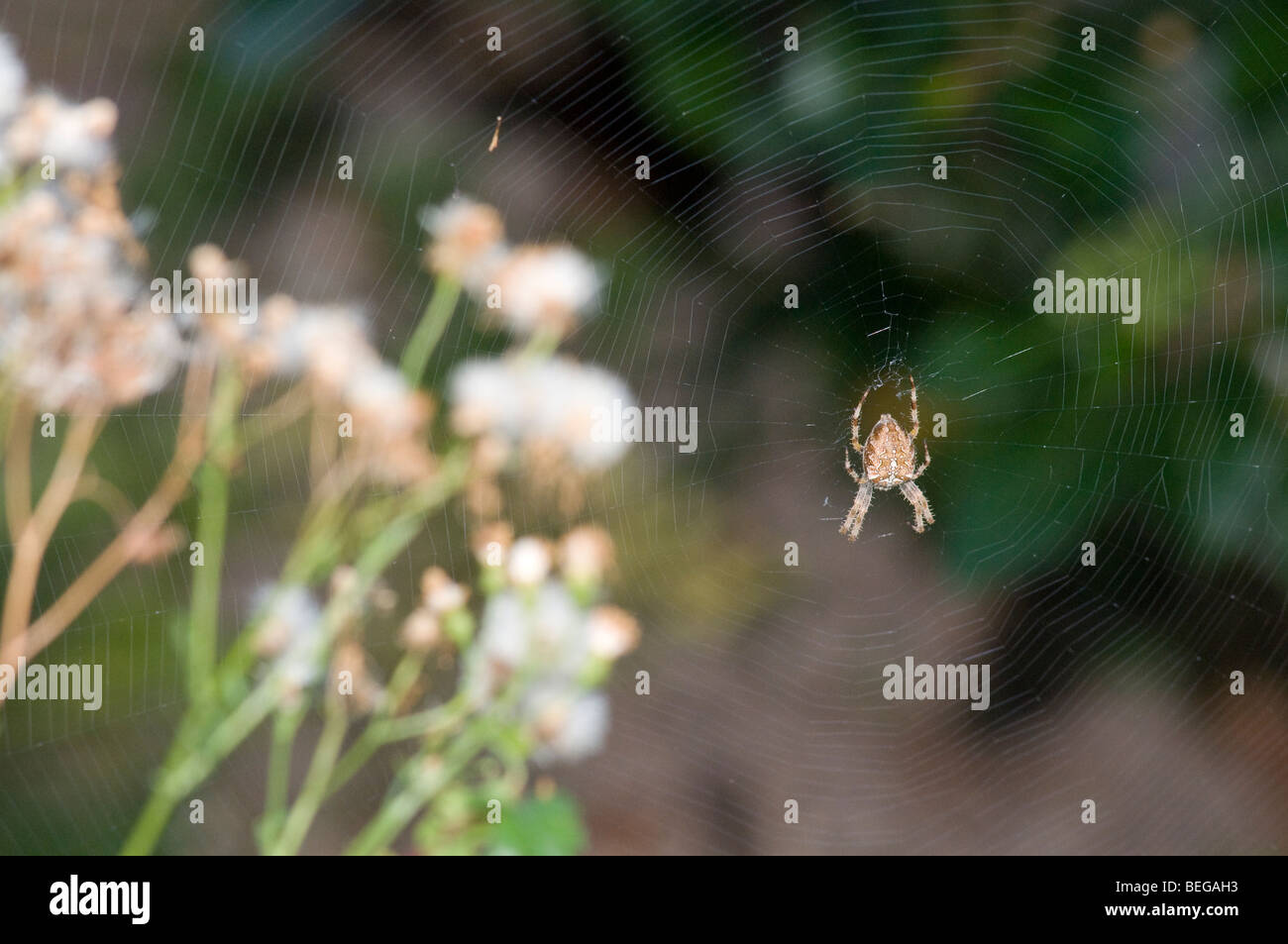 Eine UK-Garten (oder Kreuz) Spinne sitzt im Netz Stockfoto