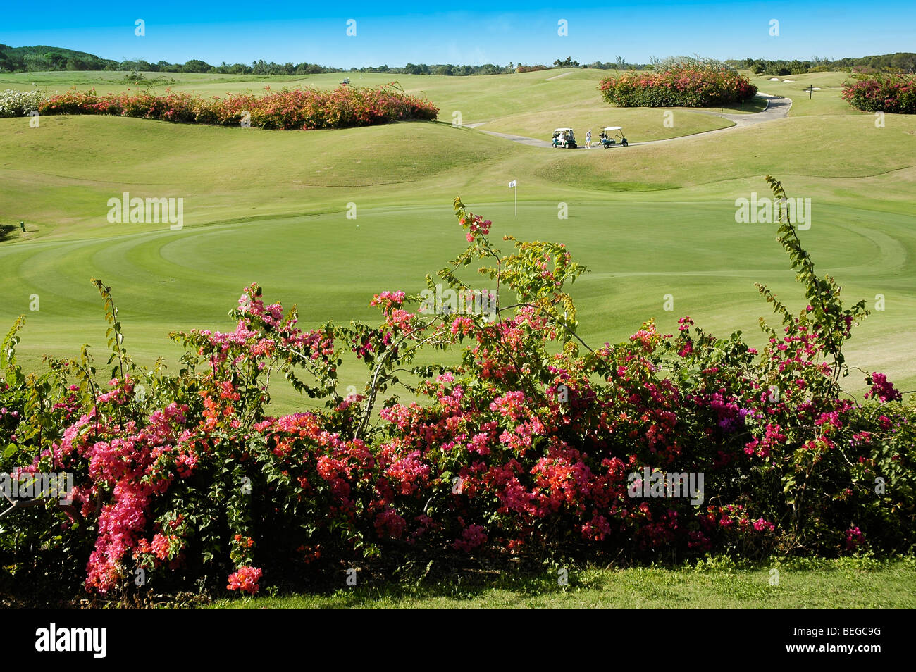 Golfplatz in Barbados, umgeben von roten Bougainvillea Stockfoto
