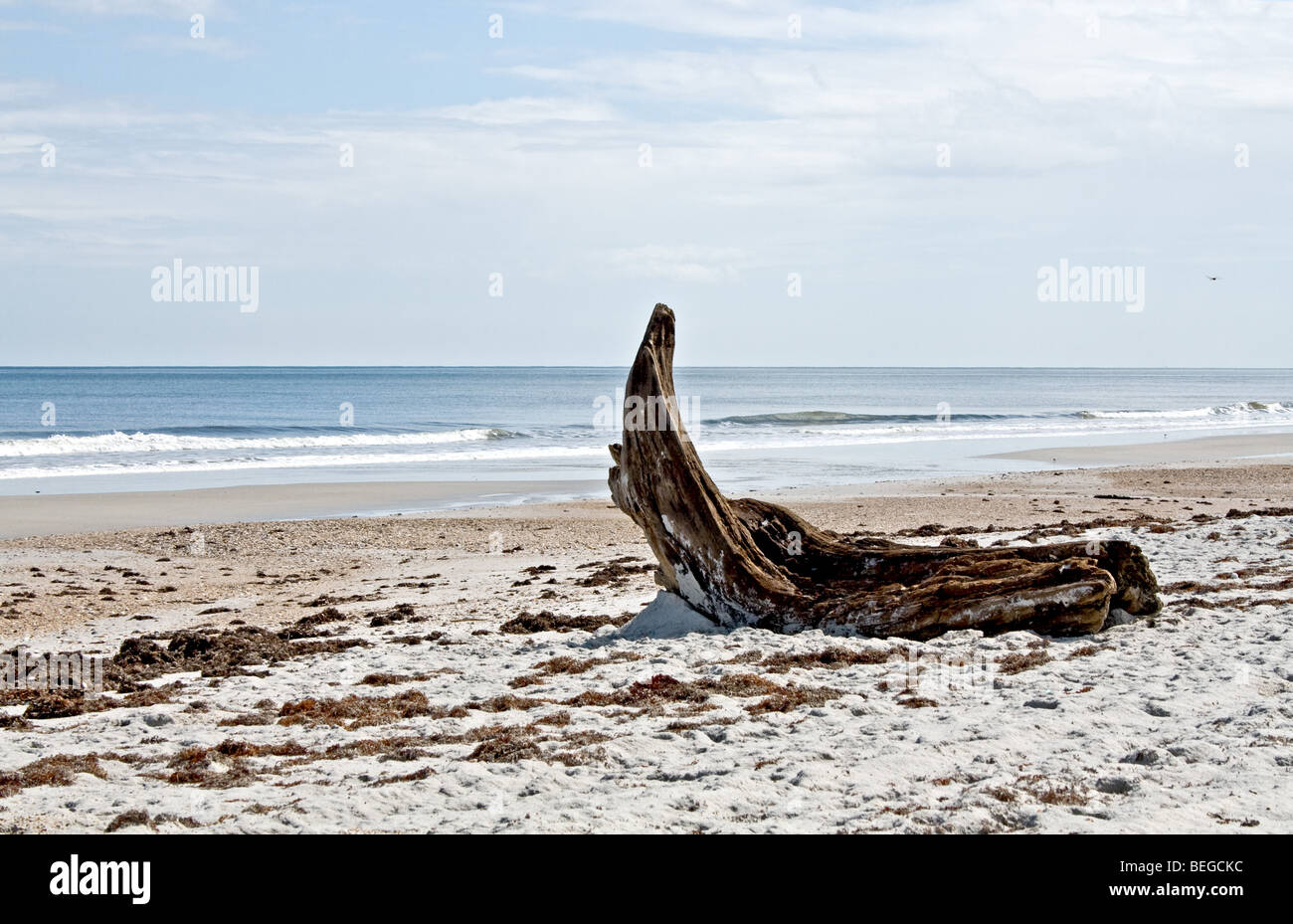 Großes Stück Treibholz an einem ruhigen beschaulichen Strand Stockfoto