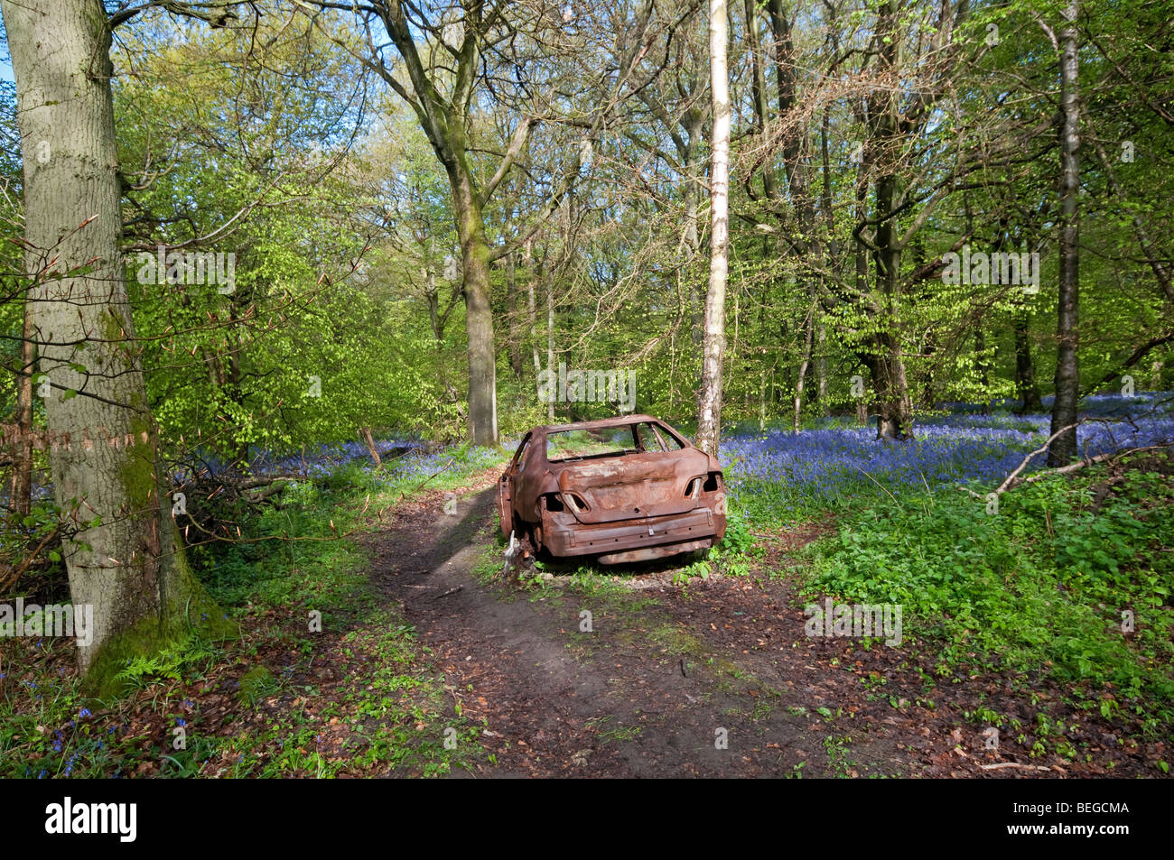 Ausgebrannte Auto in Bluebell Holz, Surrey, Enland aufgegeben.  Hyacinthoides non-scriptus Stockfoto