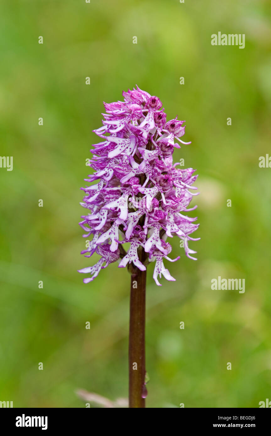 Affe Orchidee / Lady Orchid Hybrid (Orchis Purpurea X simia). Hartslock Nature Reserve, Oxfordshire, England Stockfoto