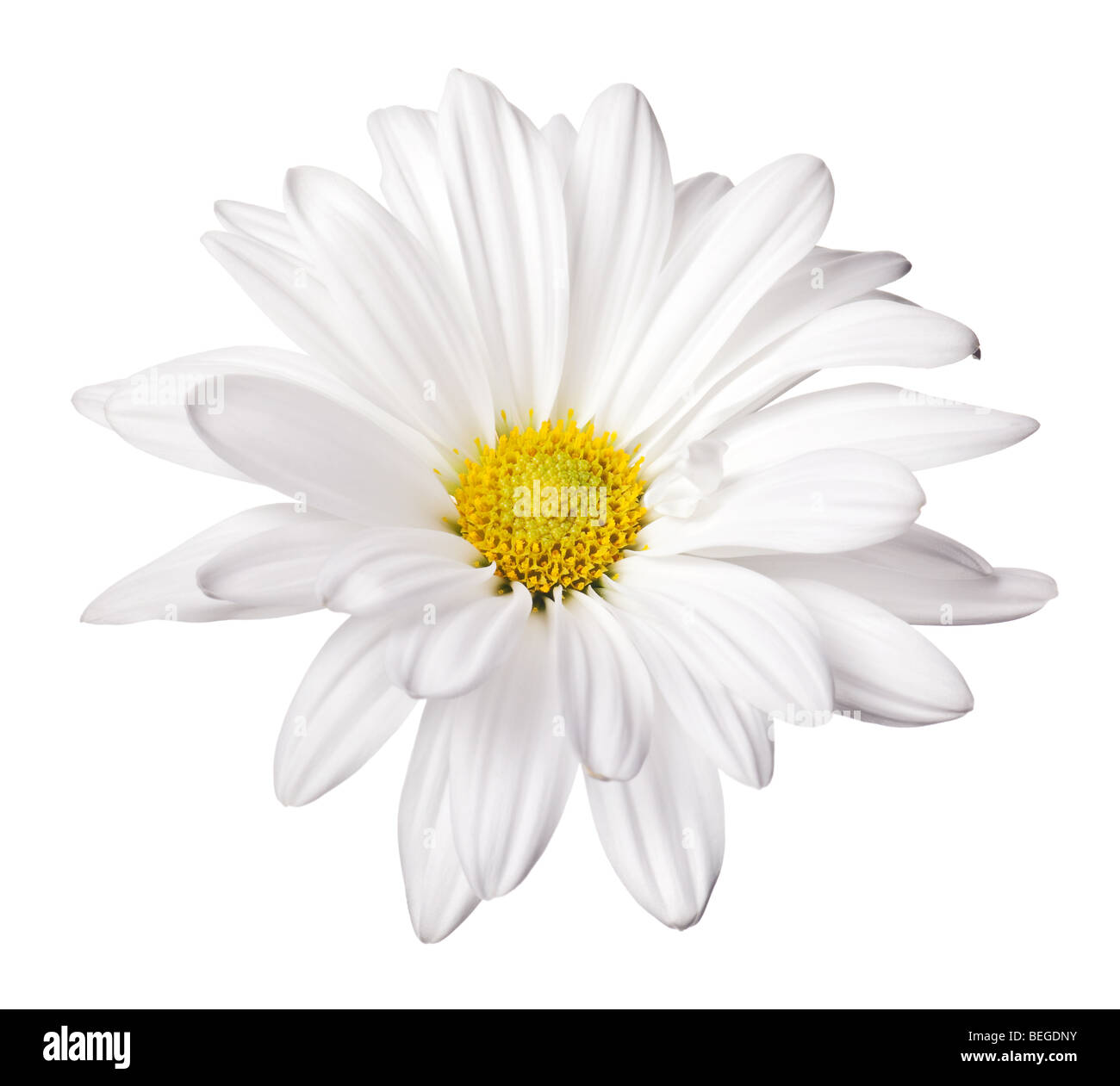 Gänseblümchen auf einer rein weißen Hintergrund isoliert Stockfoto