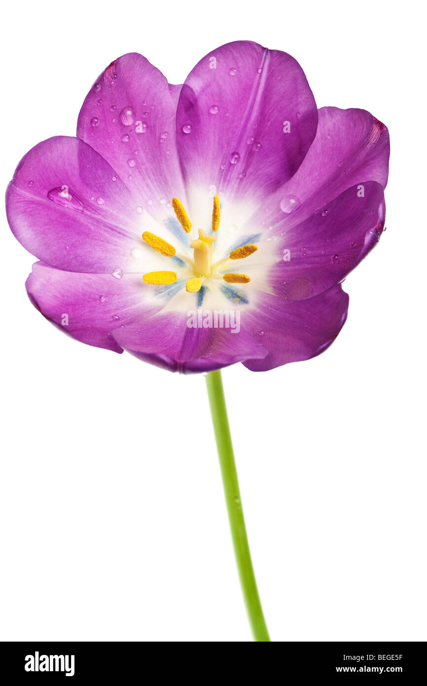 lila Tulpe isoliert auf weißem Hintergrund Stockfoto