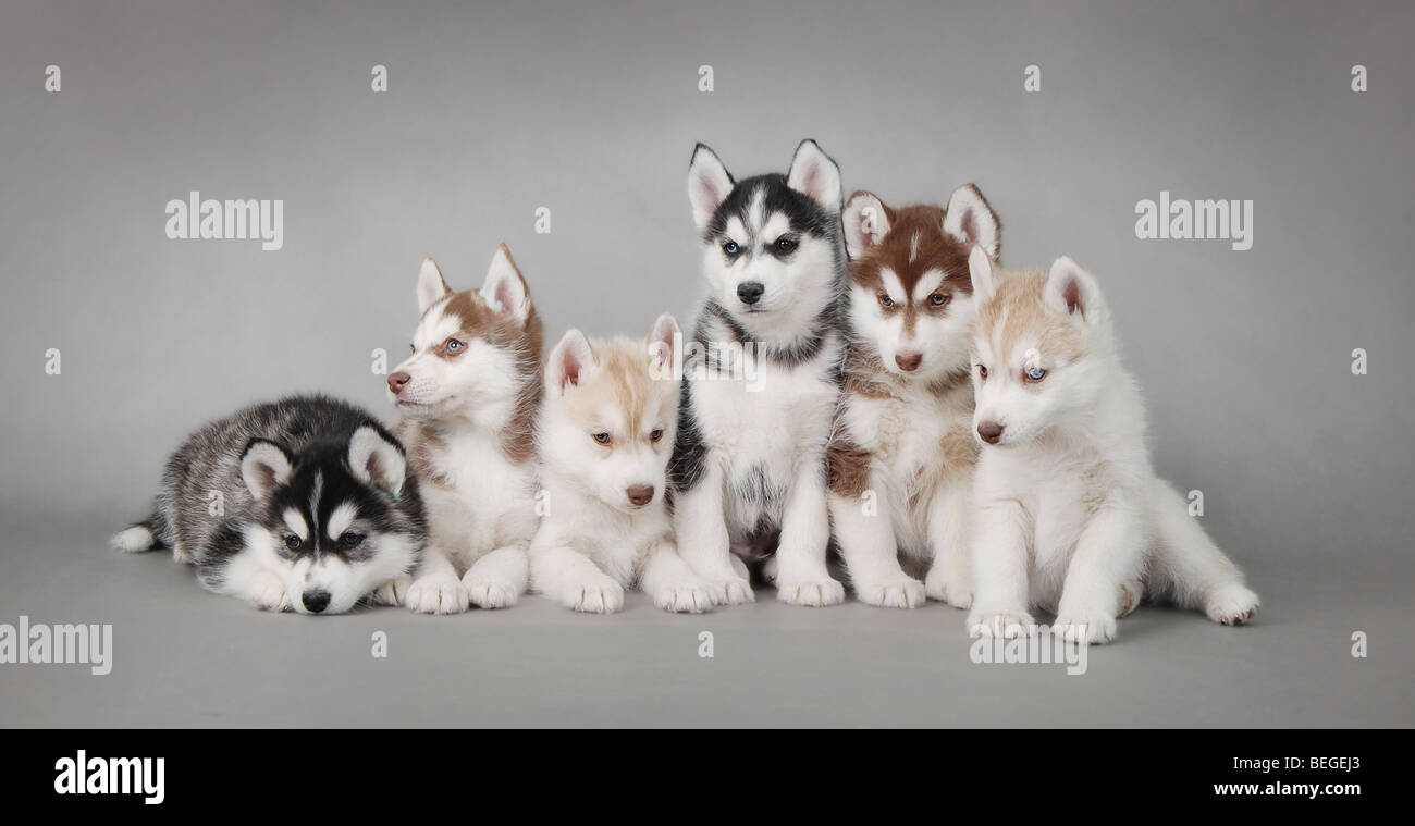 Sechs Husky Hund Welpen Porträt auf dem grauen Hintergrund Stockfoto